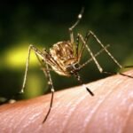 Health news 19th Aug 2022 ArdorComm Media Group First case of Japanese encephalitis is reported in Mizoram