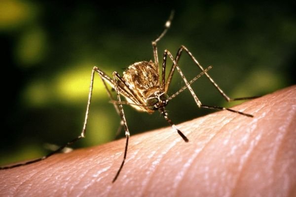 Health news 19th Aug 2022 ArdorComm Media Group First case of Japanese encephalitis is reported in Mizoram